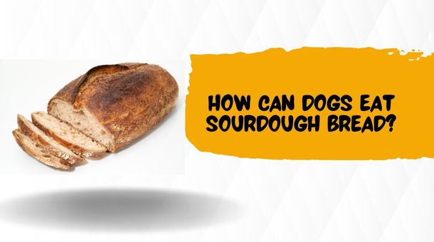 How can Dogs Eat Sourdough Bread?