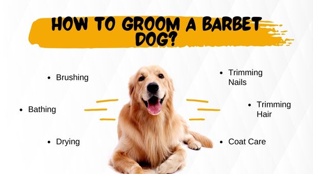 How to groom a barbet dog?